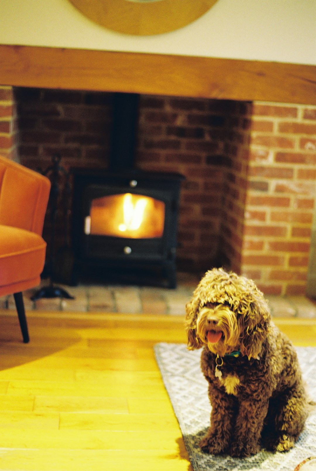 Maltipoo vs Cockapoo: Which Dog Breed Is Better for Your Lifestyle?